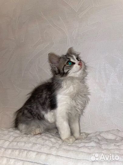 Кошечка милая