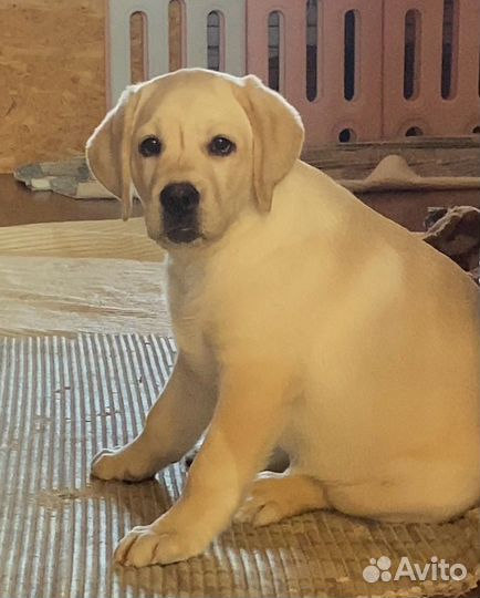 Лабрадор щенки