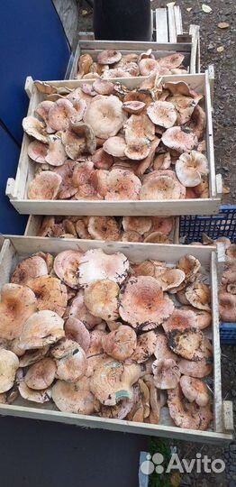 ЛуАЗ 969 1.2 МТ, 1982, 30 000 км