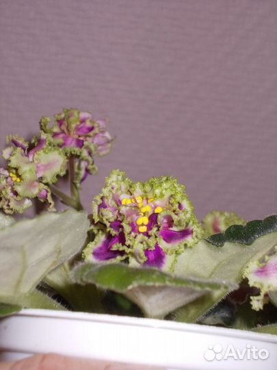 Продам листы фиалки с корнями
