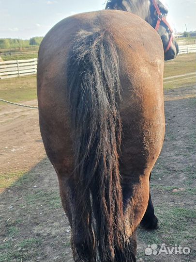 Лошадь кобыла