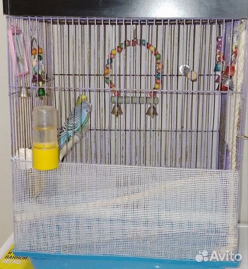 Волнистый попугай