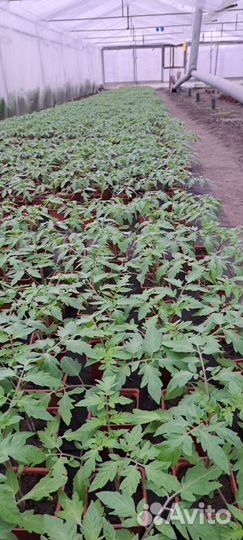 Рассада томатов