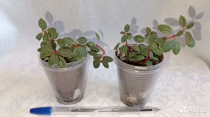 Пипиромия,очиток моргана,граптопеталум,циропегия