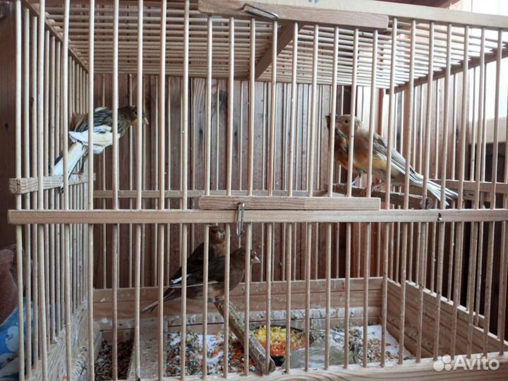 Кенара и канарейки