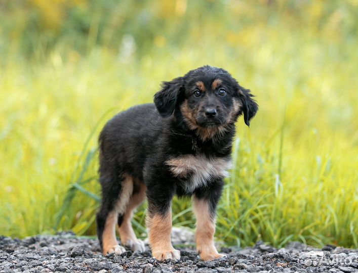 Щенок девочка