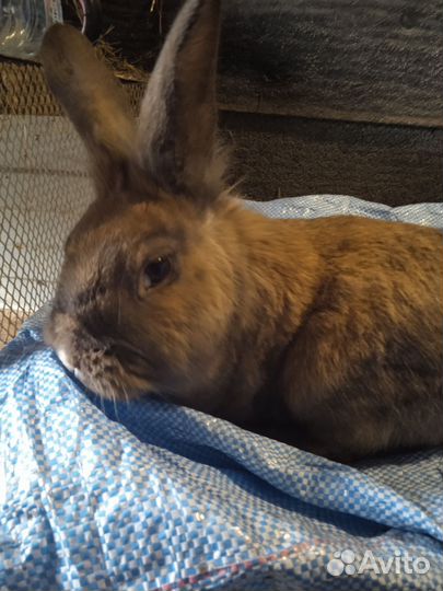 Кролики декоратианые