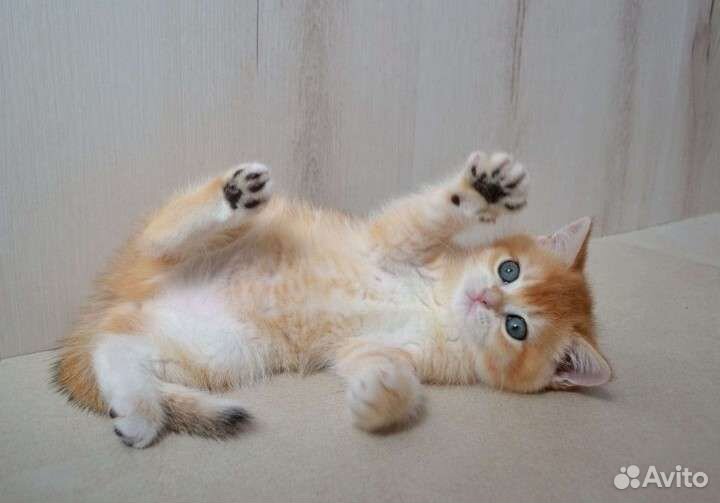 Клубные британцы золотая шиншилла