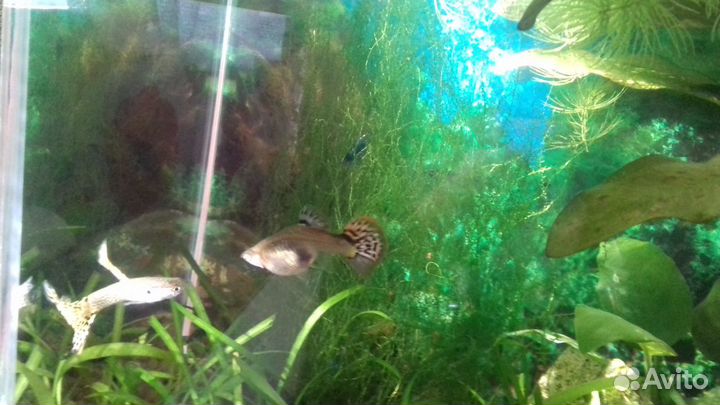 Синие креветки Блю Дрим, молли -лира