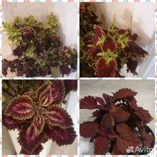 Колеусы вегетативные черенки, срезы, укорененный