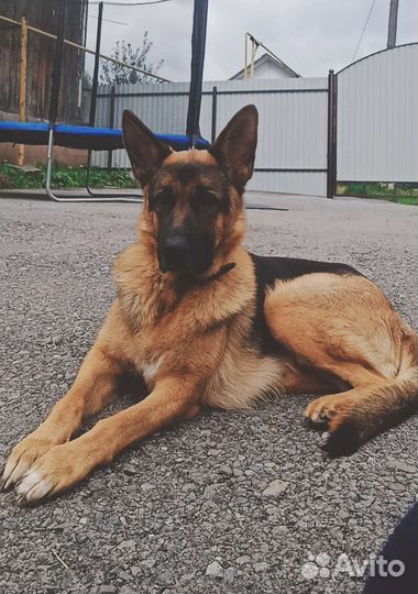 Щенки немецкой овчарки