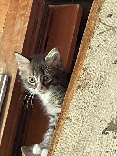 Деревенские котята