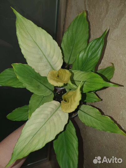 Спатифиллум гофра