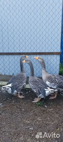 Единские гуси