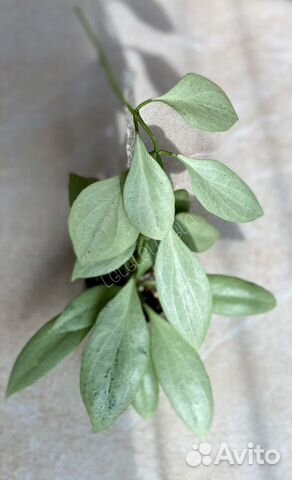 Хойи на срез