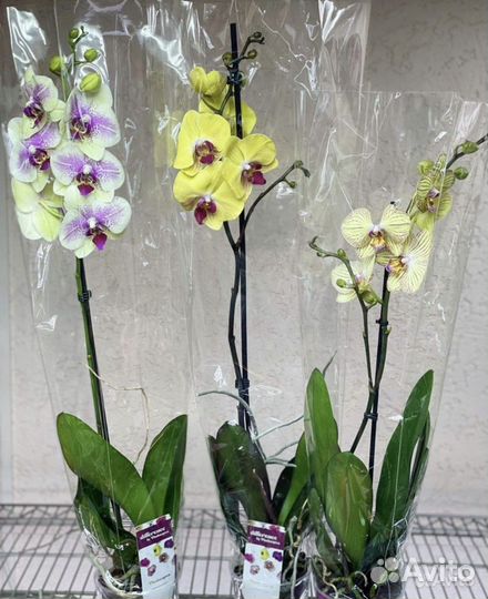 Орхидеи на 1 цветонос