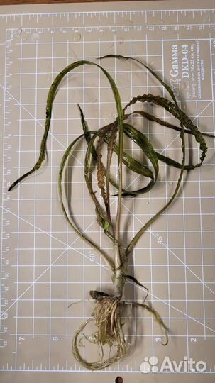 Аквариумные растения прополка