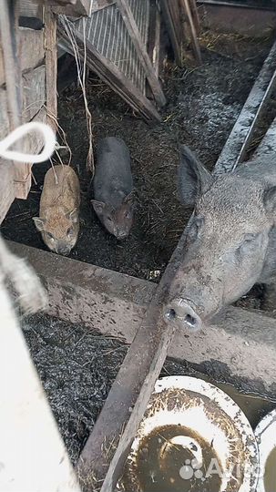 Порося свинки