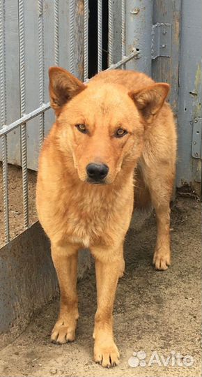 Отдам бесплатно