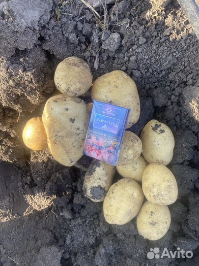 Картофель оптом