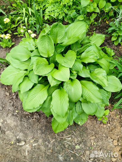 Разновидность садовых цветов