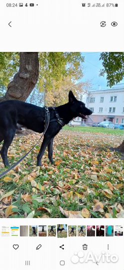 Собака