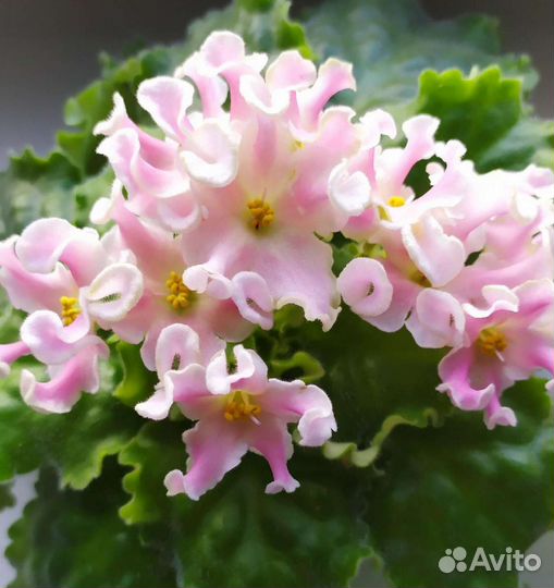 Цветущие фиалки