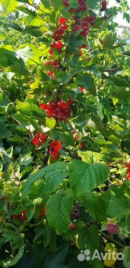 Свежая зелень, ягоды