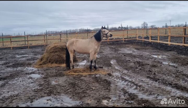 Лошадь кобыла