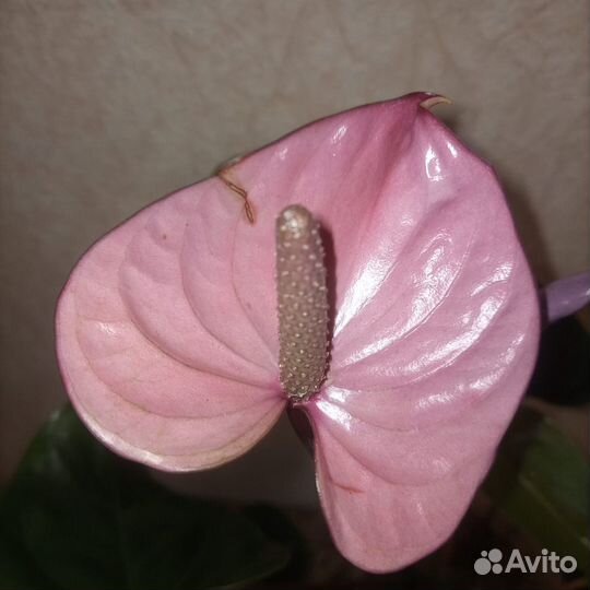 Антуриум cavalli