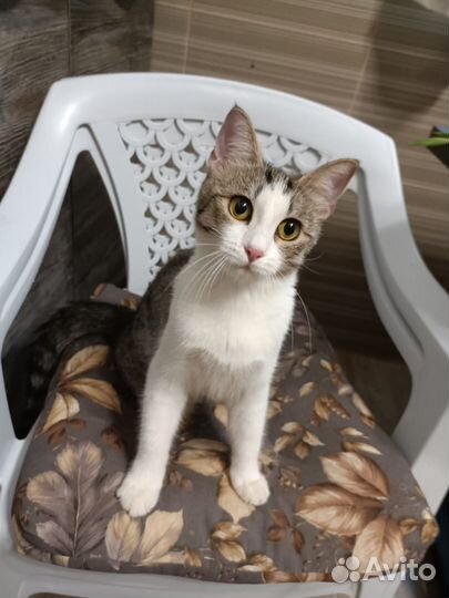 Котенок ищет дом и семью