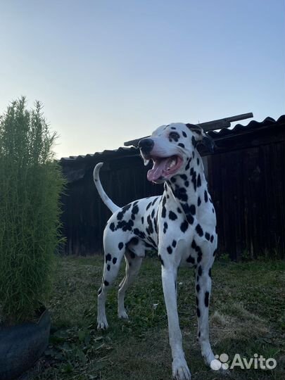 Далматин вязка