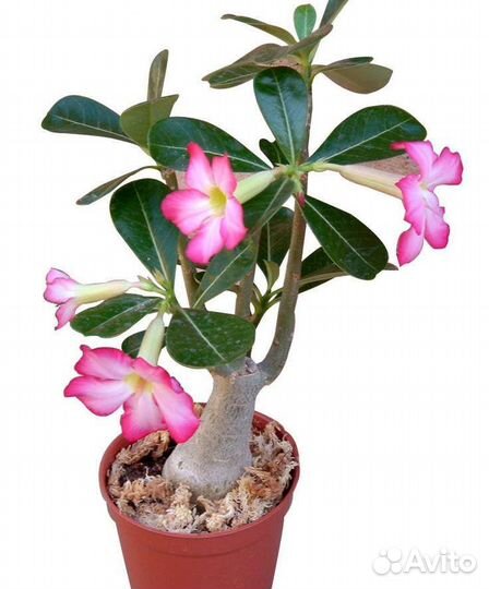Адениум взрослый