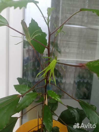 Комнатные цветы