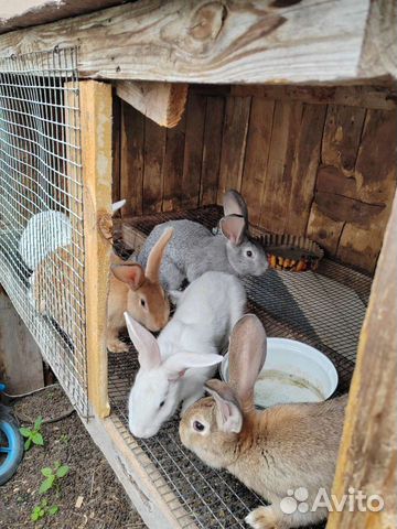 Семья кроликов с клетками объявление продам