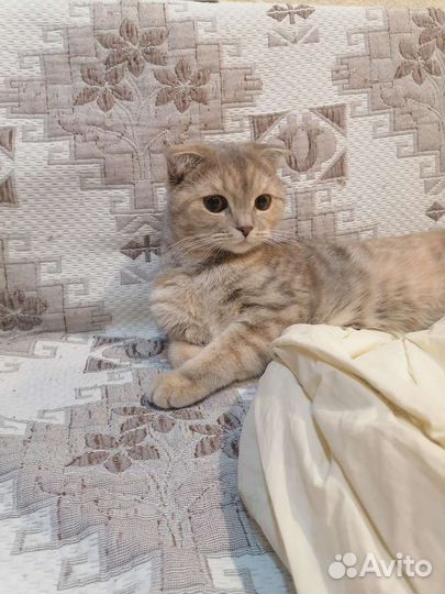 Домашняя передержка