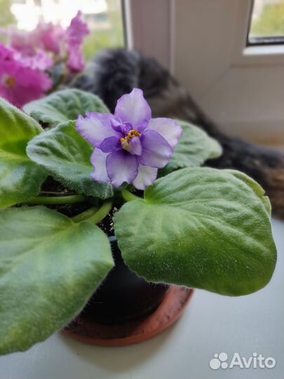 Фиалка рассада