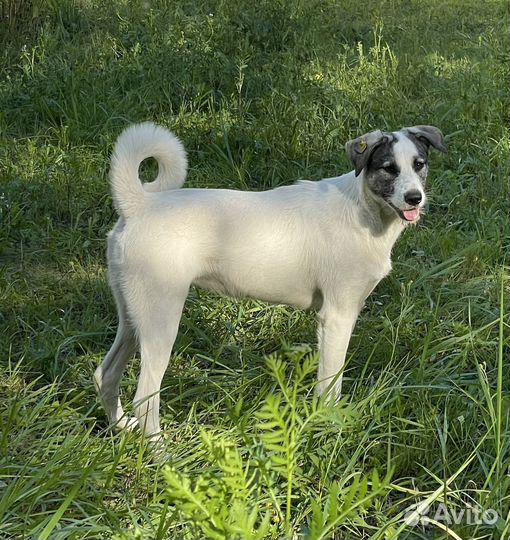 Собака в добрые руки