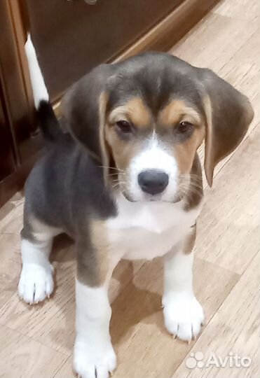 Щенки бигль