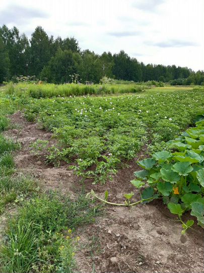 Участок 14 сот. (СНТ, ДНП)