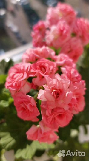 Пеларгония Antique Rose