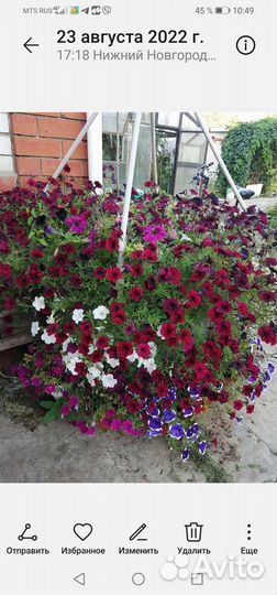 Вегетативная петуния