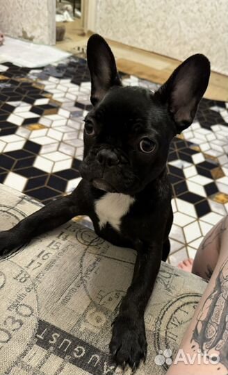 Французский бульдог