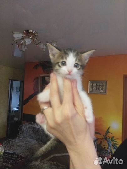 Котёнку нужен дом