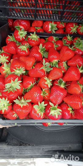 Продам касетную рассаду Клубника
