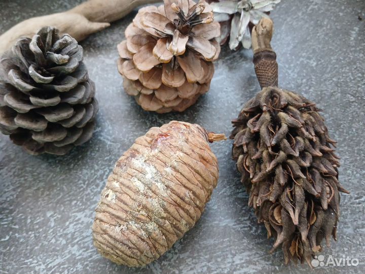 Природные материалы для творчества