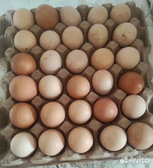 Инкубационное яйцо разное