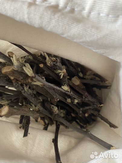 Молодые сосновые почки