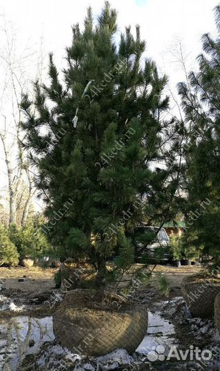 Дерево кедра