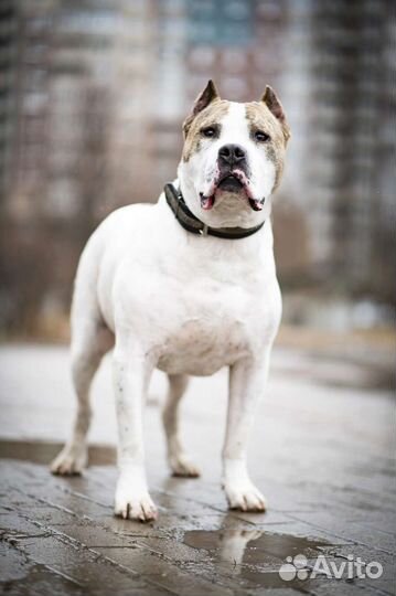 Викинг ищет дом